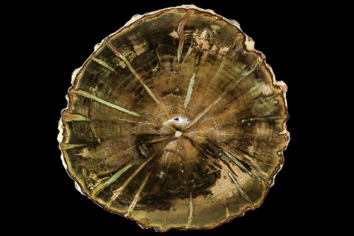 Petrified Wood (Woodworthia) Round - Top Quality #112032